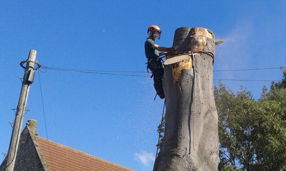 Beech removal