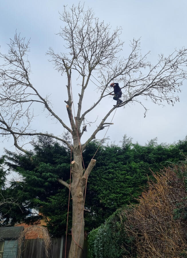 Ash tree removal