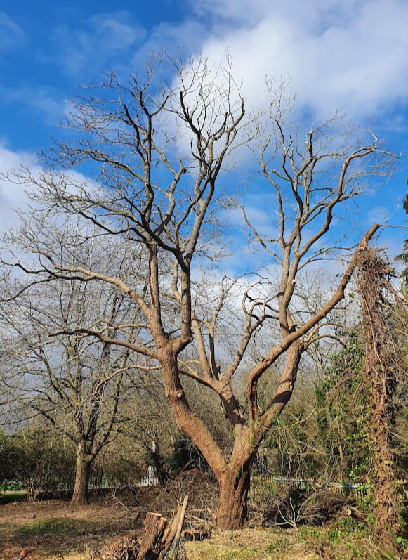 Catalpa reduction in Ewell
